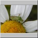 Closterotomus norwegicus - Zweipunktige Wiesenwanze 03.jpg